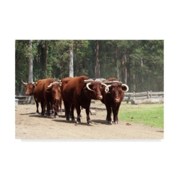 Incredi 'Brown Buffalo' Canvas Art, 30x47, Trademark Fine Art, Mfr#: ALI35998-C3047GG